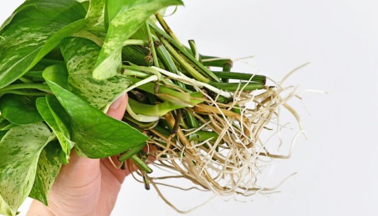 Pothos plant roots