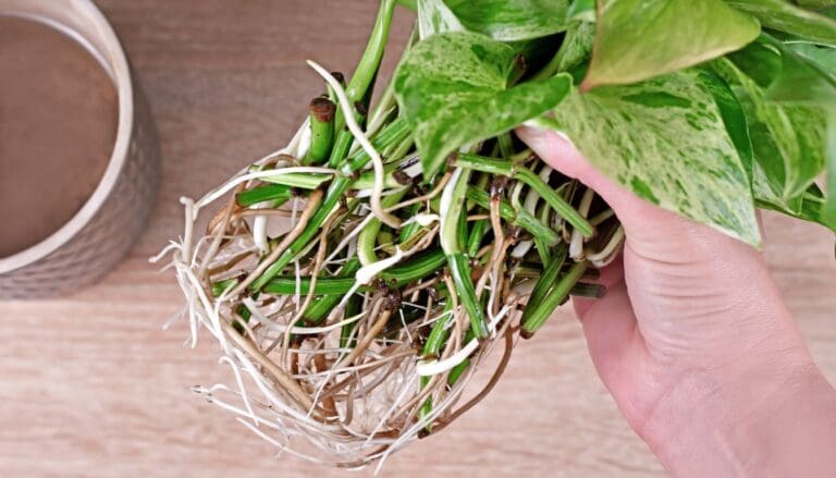 Pothos plant roots closeup
