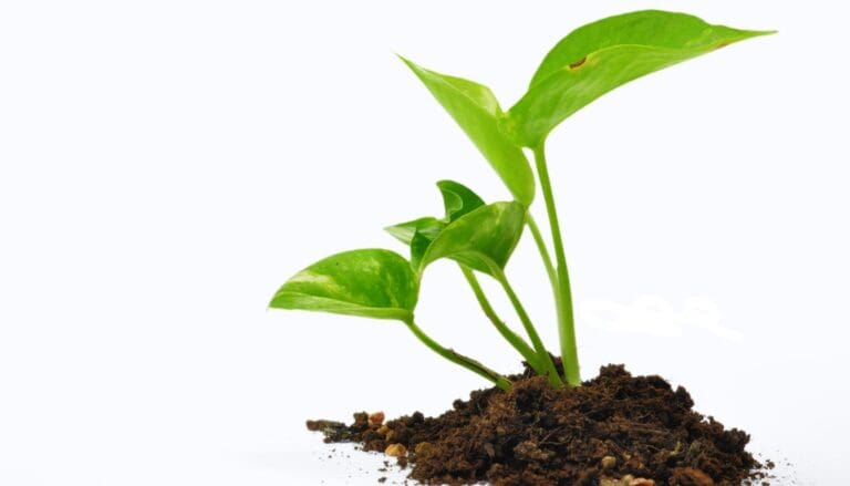Pothos plant soil