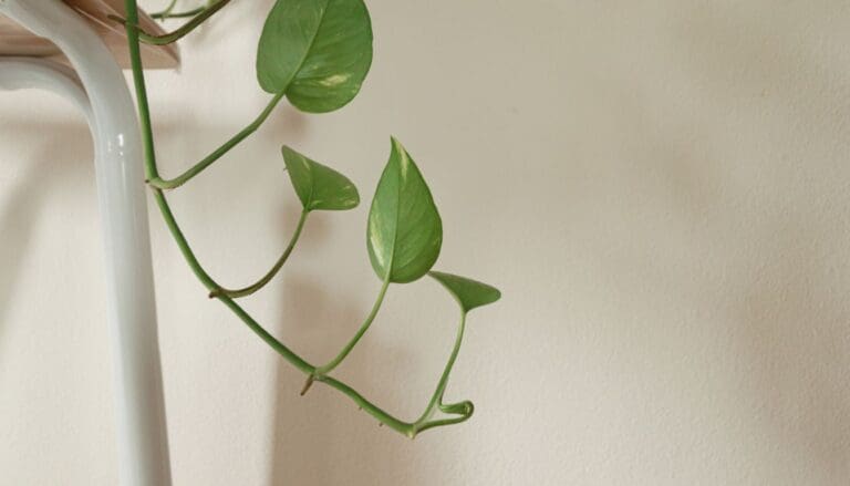Pothos vine growing leggy