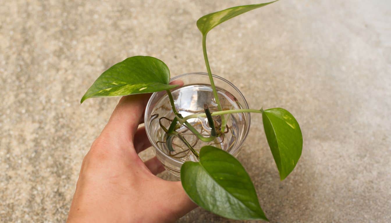 How To Propagate Pothos? (By Water & Soil)  Simplify Plants