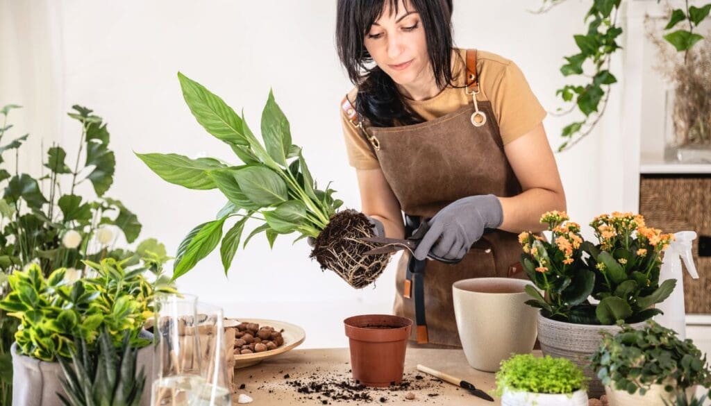 Pruning dead roots of Peace lily