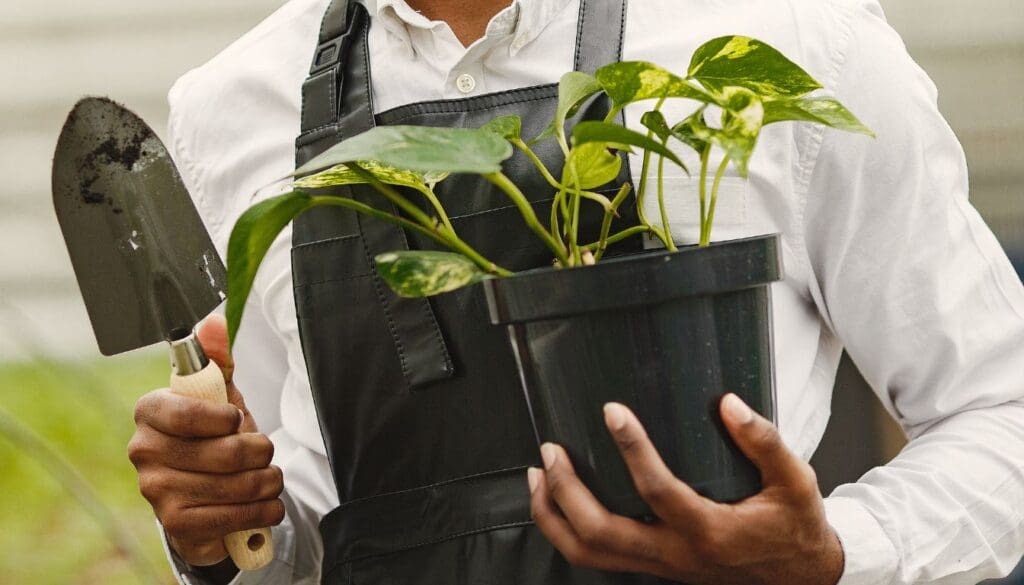 Repotting pothos plant