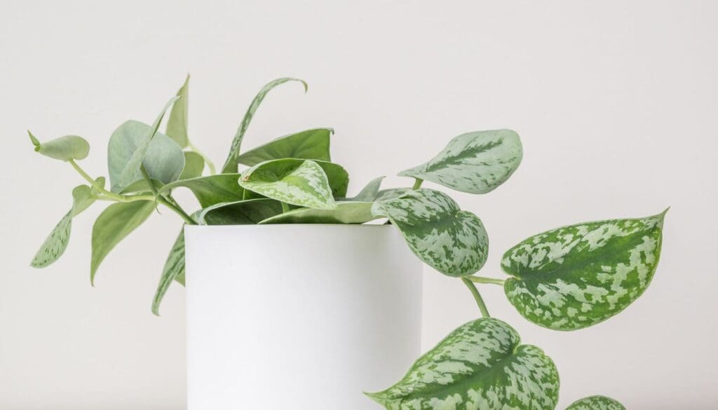 Satin pothos plant