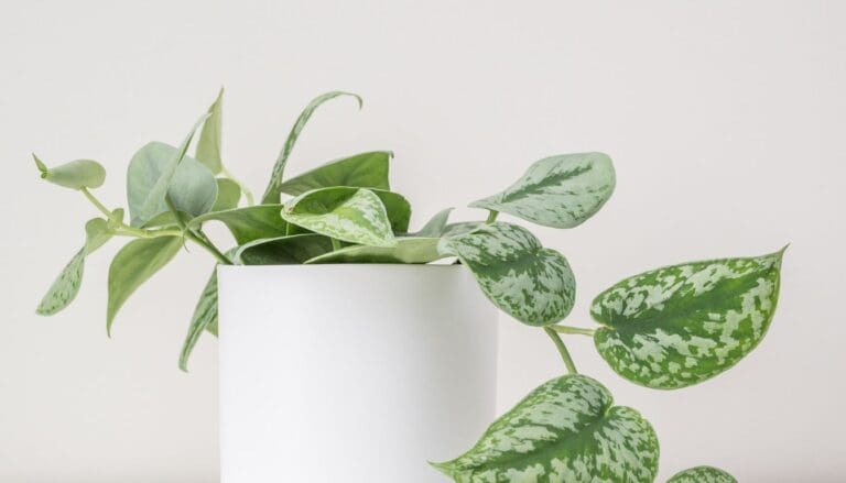Pothos Plant Care Guide: Most Variety Thrives with These Simple Tips!