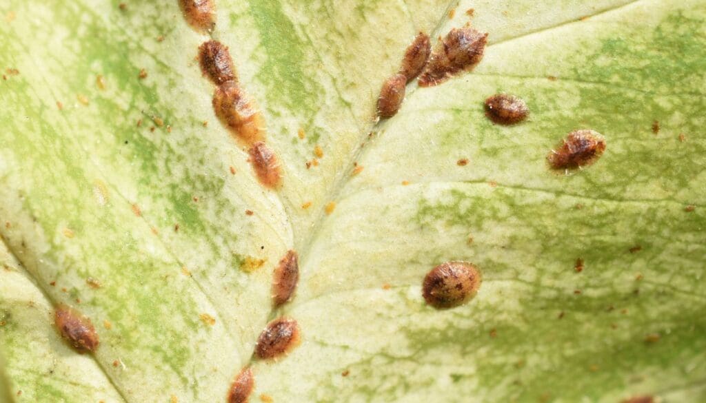 Scales on houseplant leaves