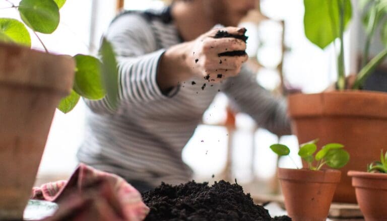What Soil To Use For Monstera Plants? (Ideal Soil Mix+Growing In LECA)
