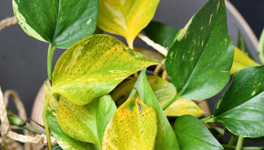 Spots on pothos leaves