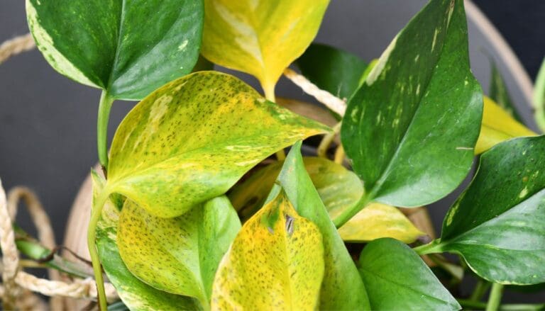 Pothos Leaves Still Turning Yellow Despite Proper Care? Try This!