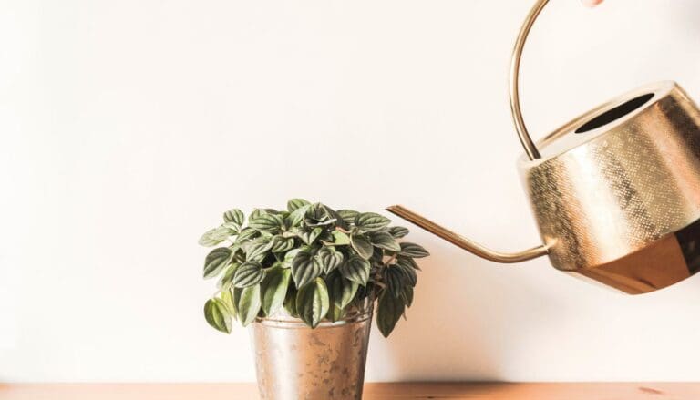 Watering Philodendron