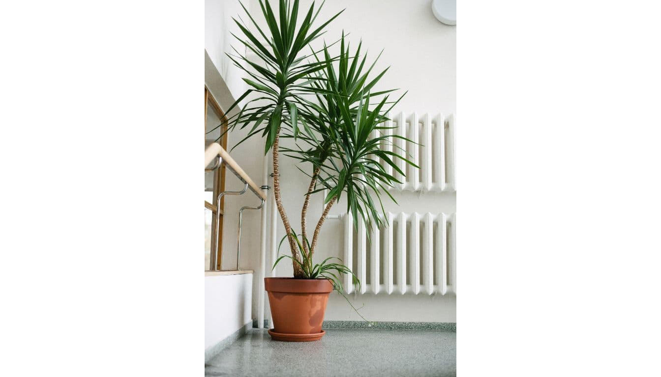 15 Best Houseplants For Direct Sunlight To Brighten Your Home ...