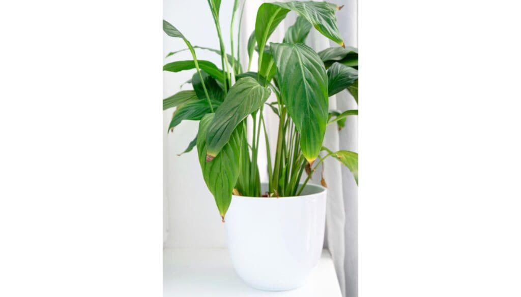 brown tips in peace lily