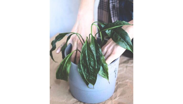 6 Summer Care Mistakes That Are Wilting Your Plants