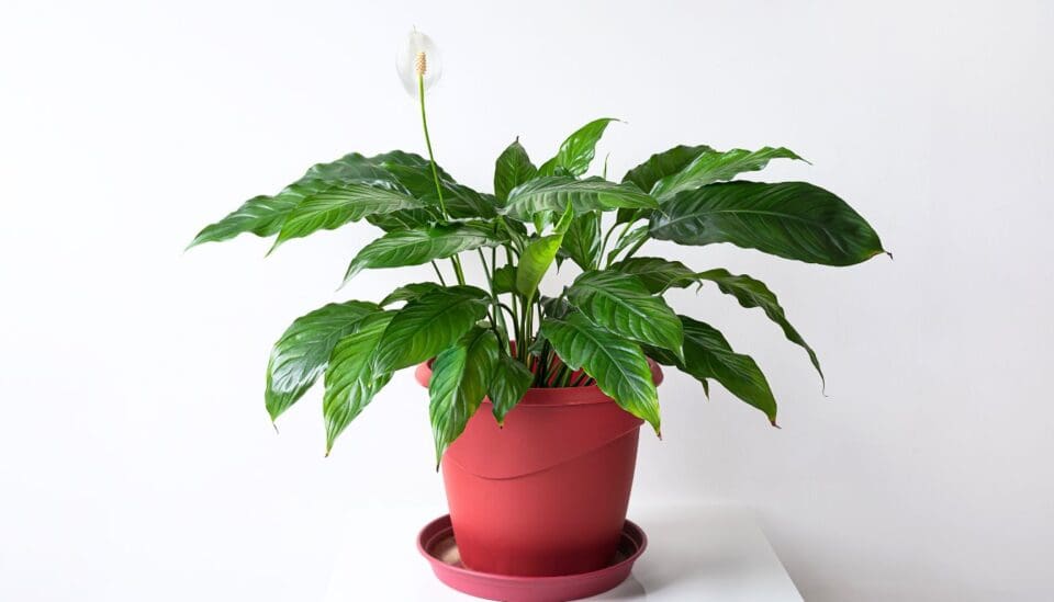 Peace Lily Temperature Tolerance Ideal Range+How To Maintain