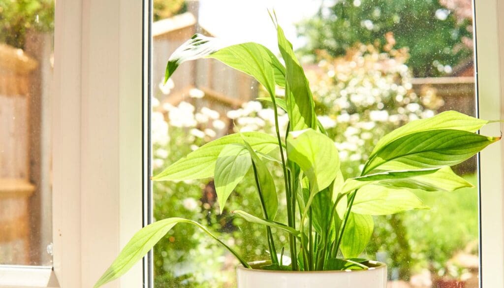 peace lily under direct sunlight