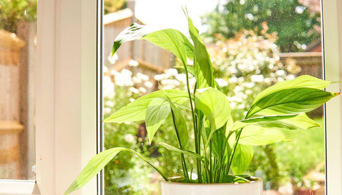 peace lily under direct sunlight