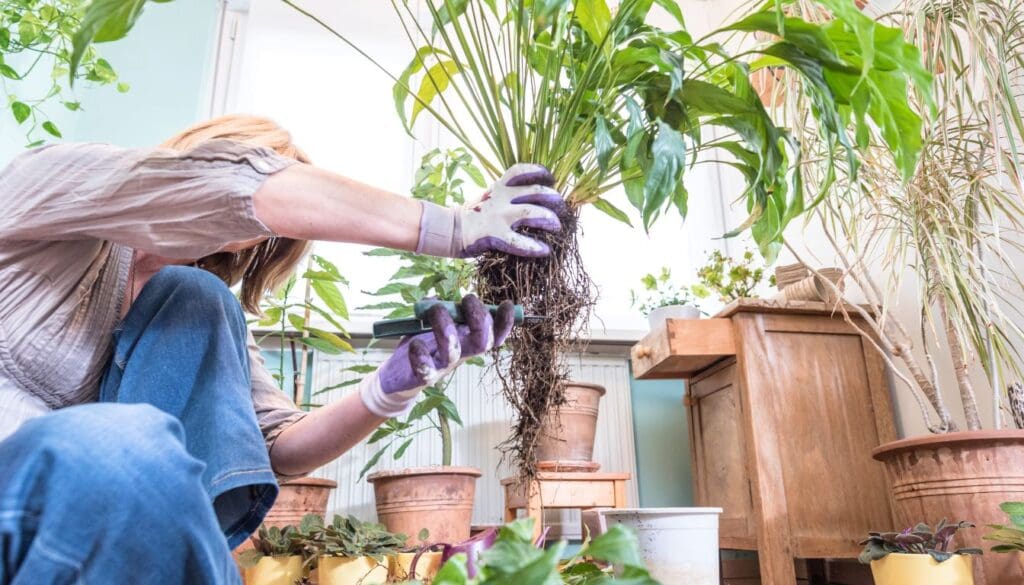 pruning roots of peace lily