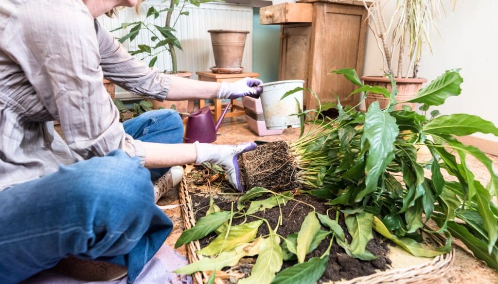 repotting peace lily plant