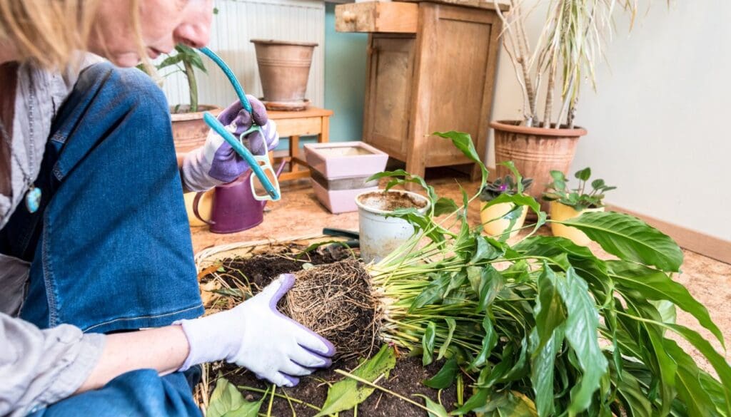 root bound peace lily plant