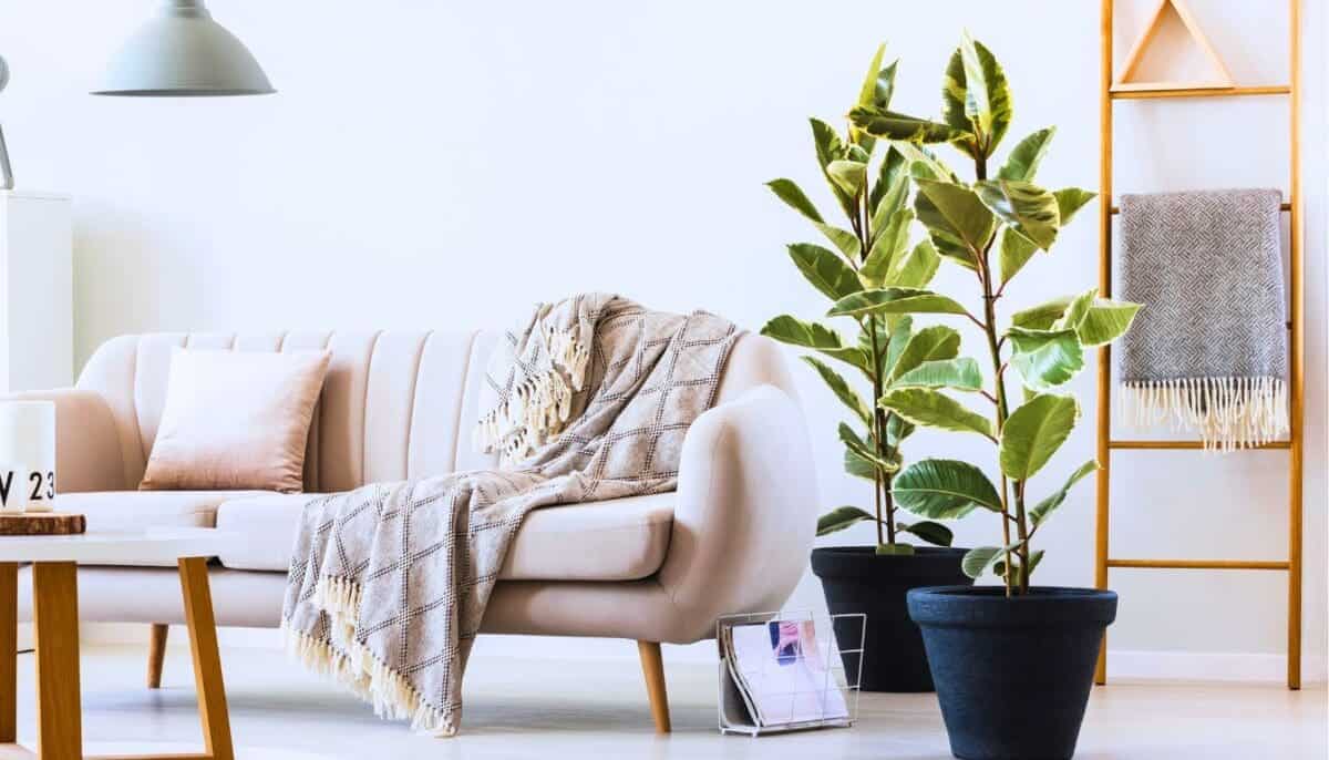 11 Large Indoor Plants For West Facing Window » Simplify Plants