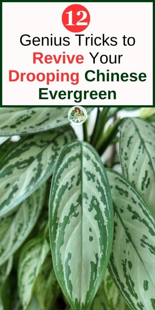 12 Genius Tricks to Revive Your Drooping Chinese Evergreen