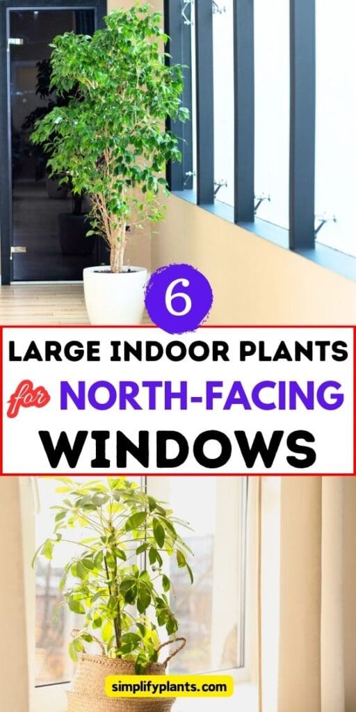 6 Large Indoor Plants For North Facing Window