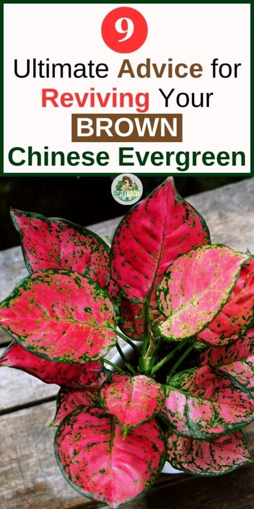9 Ultimate Advice for Reviving Your Brown Chinese Evergreen