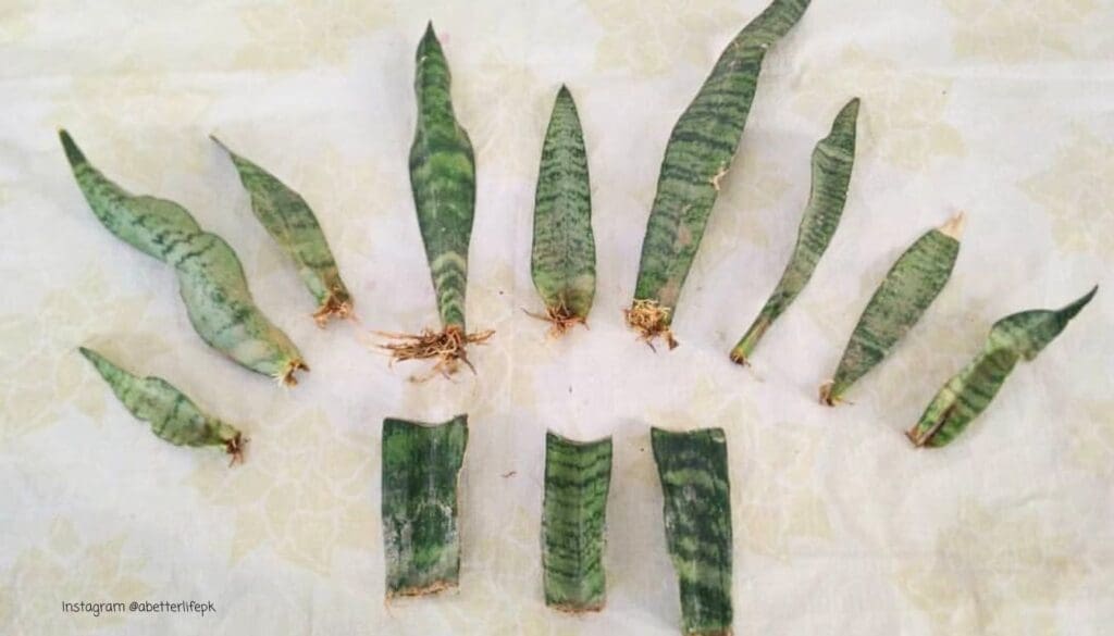 CUTTING OF THE LEAVES