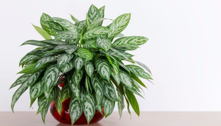 How To Care For Chinese Evergreen? (Aglaonema Care Guide)