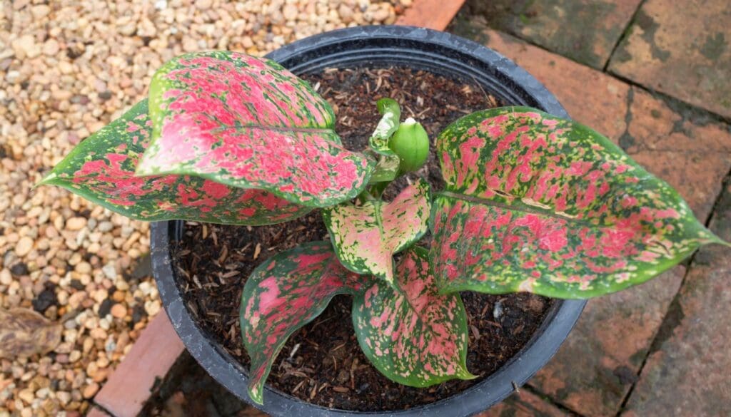 Chinese Evergreen Blooming