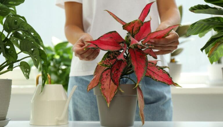 How Cold Can Chinese Evergreens Tolerate? (Aglaonema Cold Tolerance)