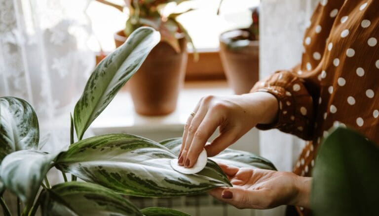 2 Reasons Why Your Chinese Evergreen Leaves Are Sticky
