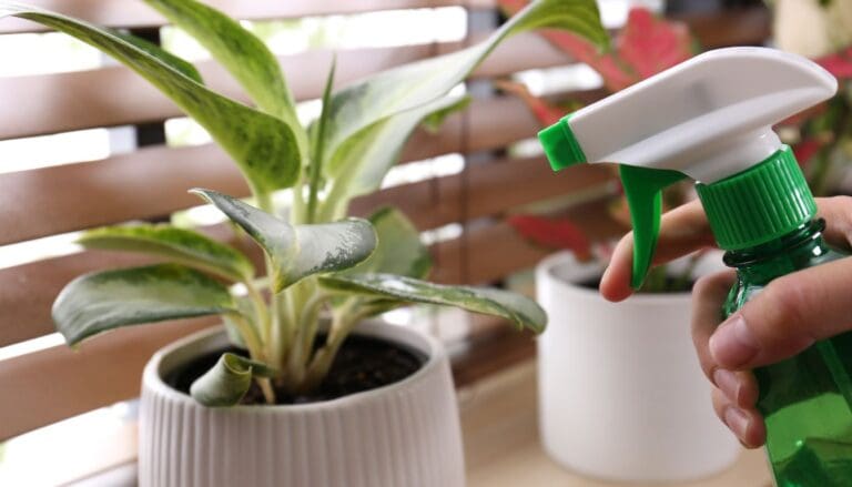 Should I Mist My Chinese Evergreen? (+Humidity Guide)