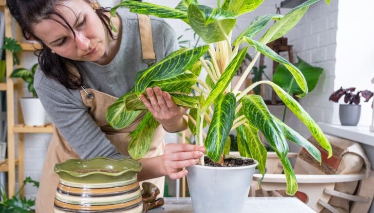 Does Chinese Evergreen Like To Be Root Bound? (+Save Rootbound Plant)