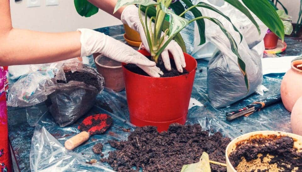 What Kind Of Soil Does A Chinese Evergreen Need? (+Best Soil Mix For