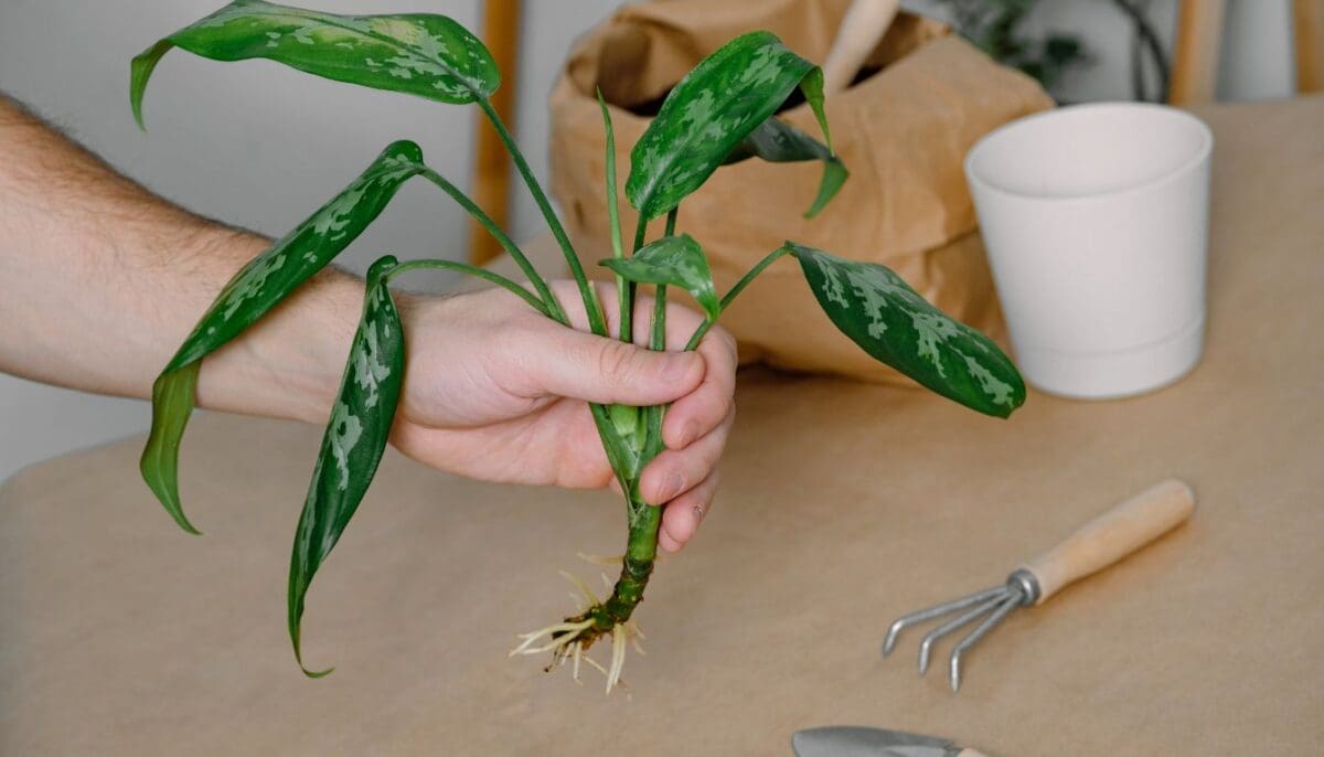 How To Care For Chinese Evergreen? (Aglaonema Care Guide) » Simplify Plants