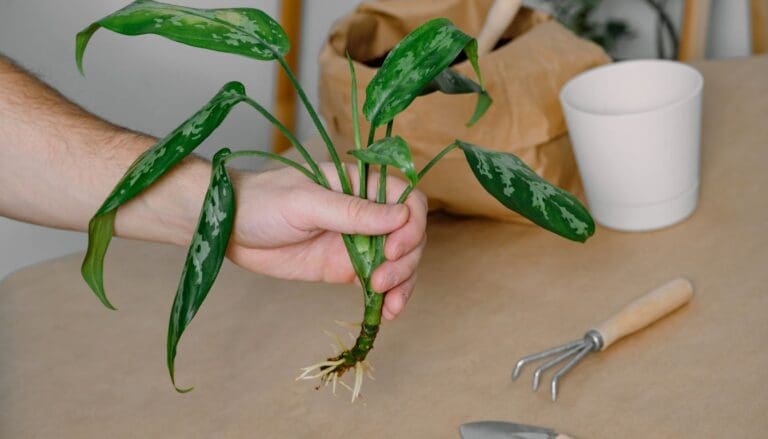 Can Chinese Evergreen Grow In Water? (+How To)