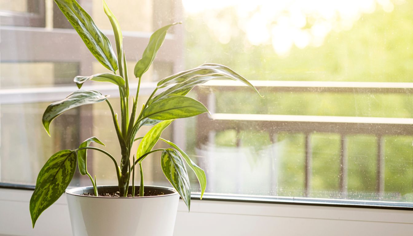 Chinese Evergreen in bright light 2