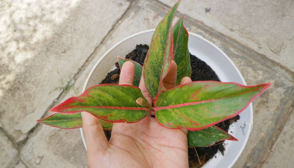 Chinese Evergreen not growing