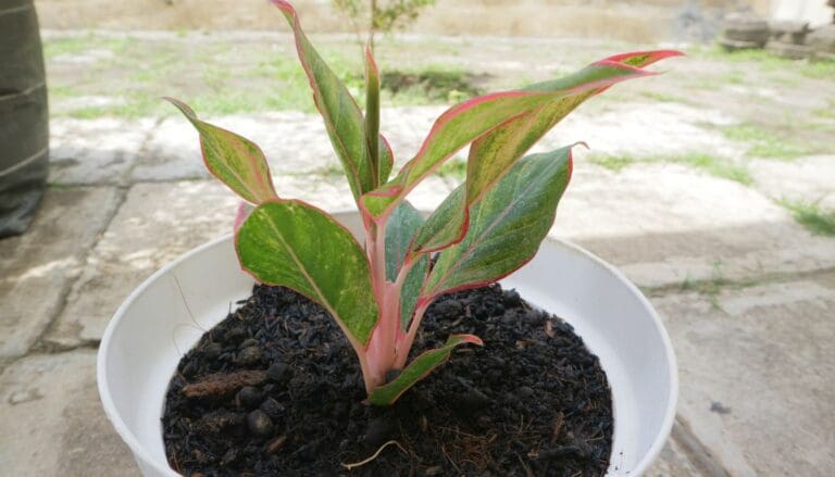 Can Chinese Evergreen Grow Outside? (When & Where)