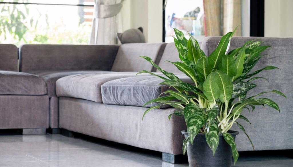 Chinese Evergreen placement ideas