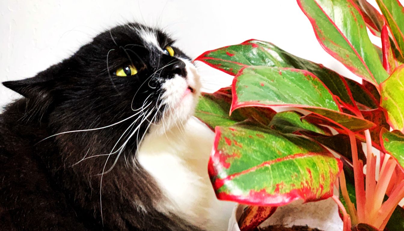 Chinese Evergreen with pets