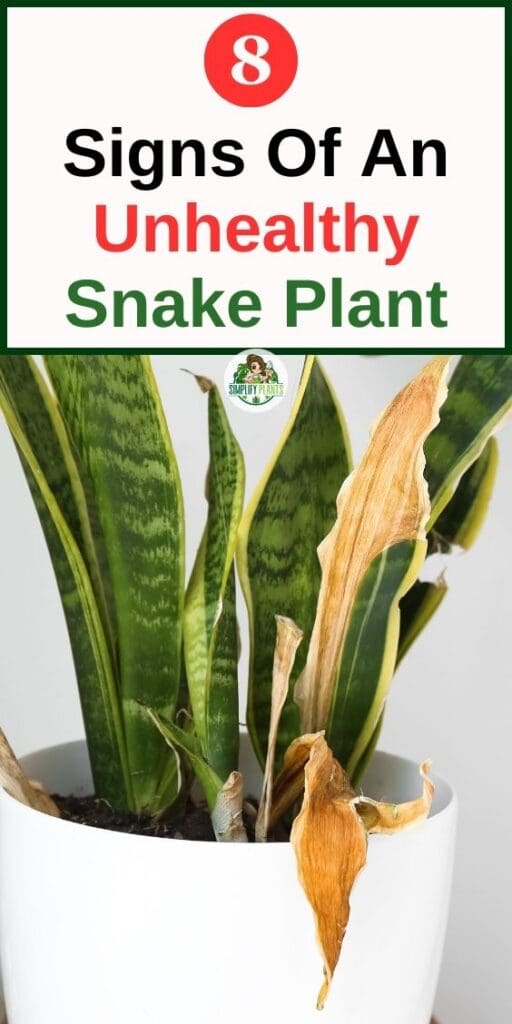 Healthy Vs. Unhealthy Snake Plant Signs To Note Simplify Plants