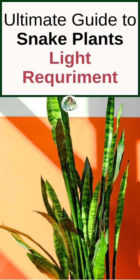 Snake Plant Light Requirements Direct Sun, Low Light Or Bright