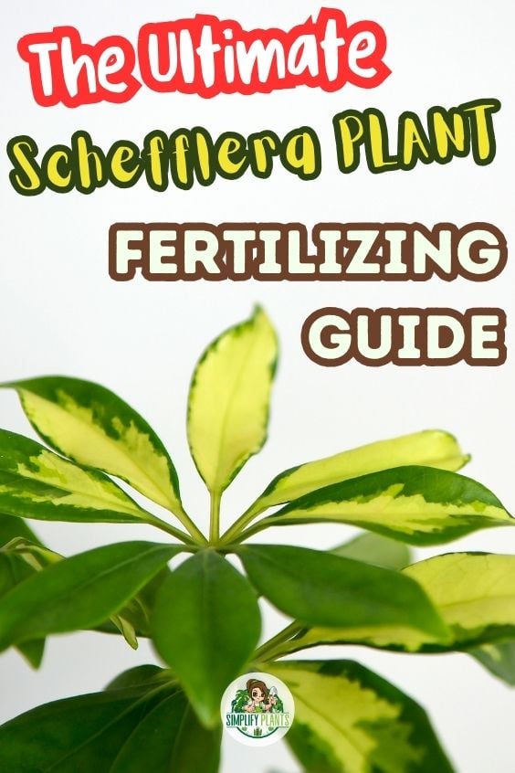 How Often Should I Fertilize My Schefflera Ideal NPK Ratio Simplify Plants