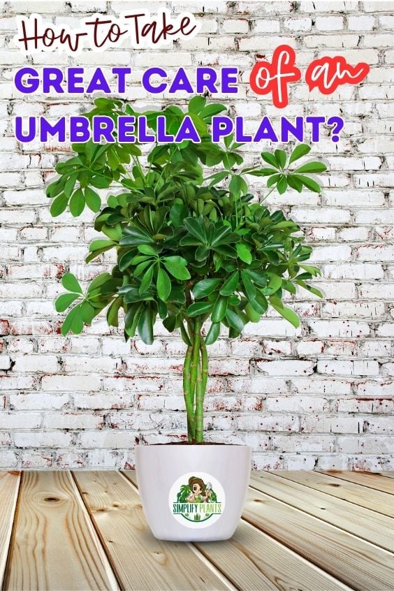 How To Care For A Schefflera Plant Ultimate Care Guide Simplify Plants