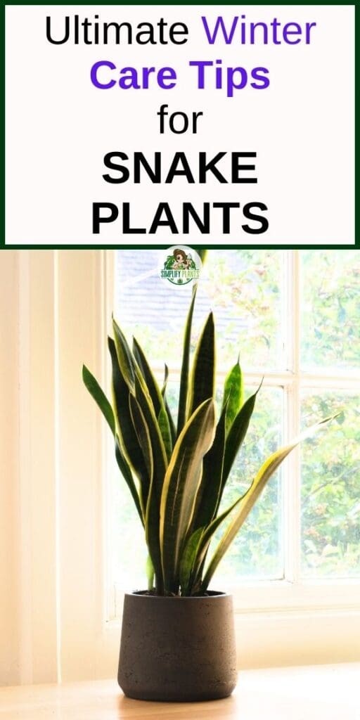 How To Care For Snake Plant In Winter 5 Essential You Shouldnt Miss Simplify Plants