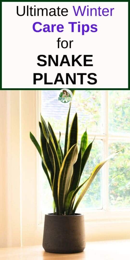 How To Care For Snake Plant In Winter? (5 Essential You Shouldn't Miss