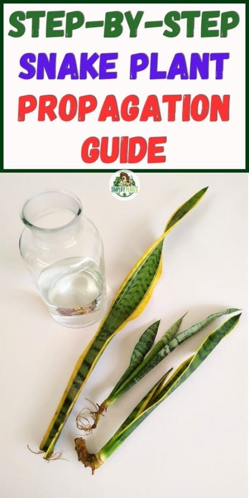 How To Propagate Snake Plant A Step by Step GuideTips Simplify Plants
