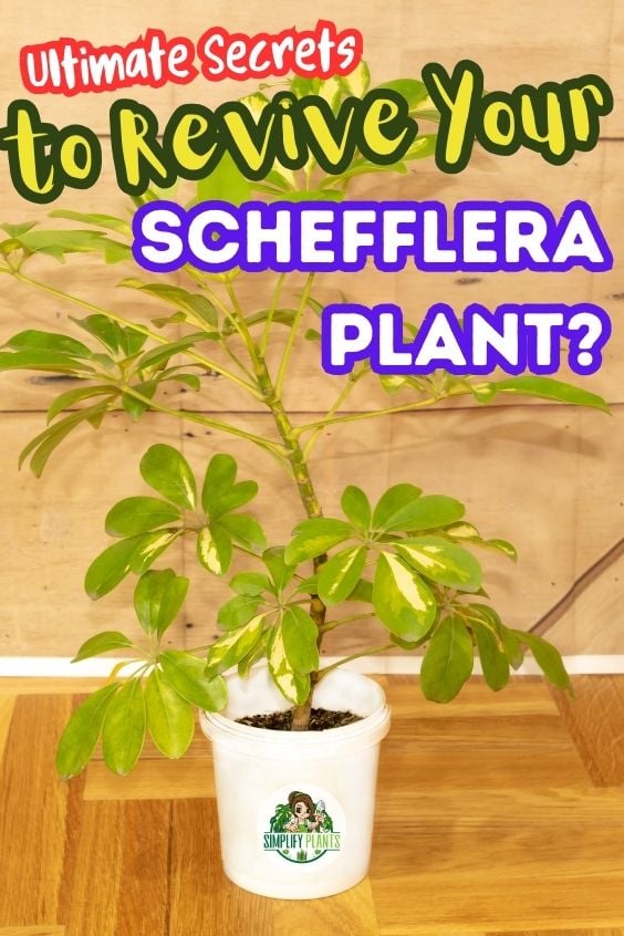 How To Revive A Schefflera Plant Common ProblemsFix Simplify Plants